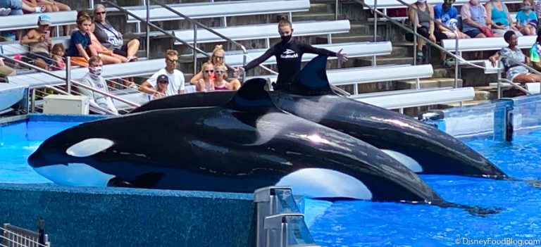 We're LIVE From the Grand Reopening of SeaWorld Orlando | the disney ...