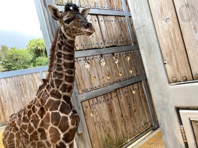 PHOTOS: You Can Now See Two Baby Giraffes At Disney's Animal Kingdom