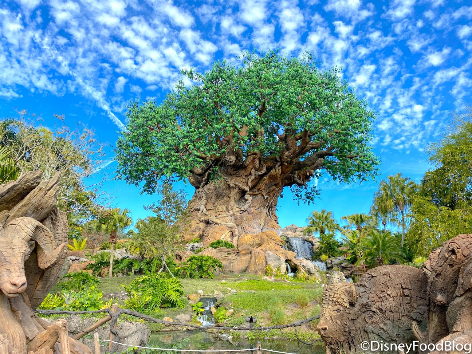 PHOTOS: A Trail in Disney’s Animal Kingdom is Currently Under ...