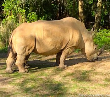 The Best And Worst Seats on Each Ride in Disney's Animal Kingdom | the ...