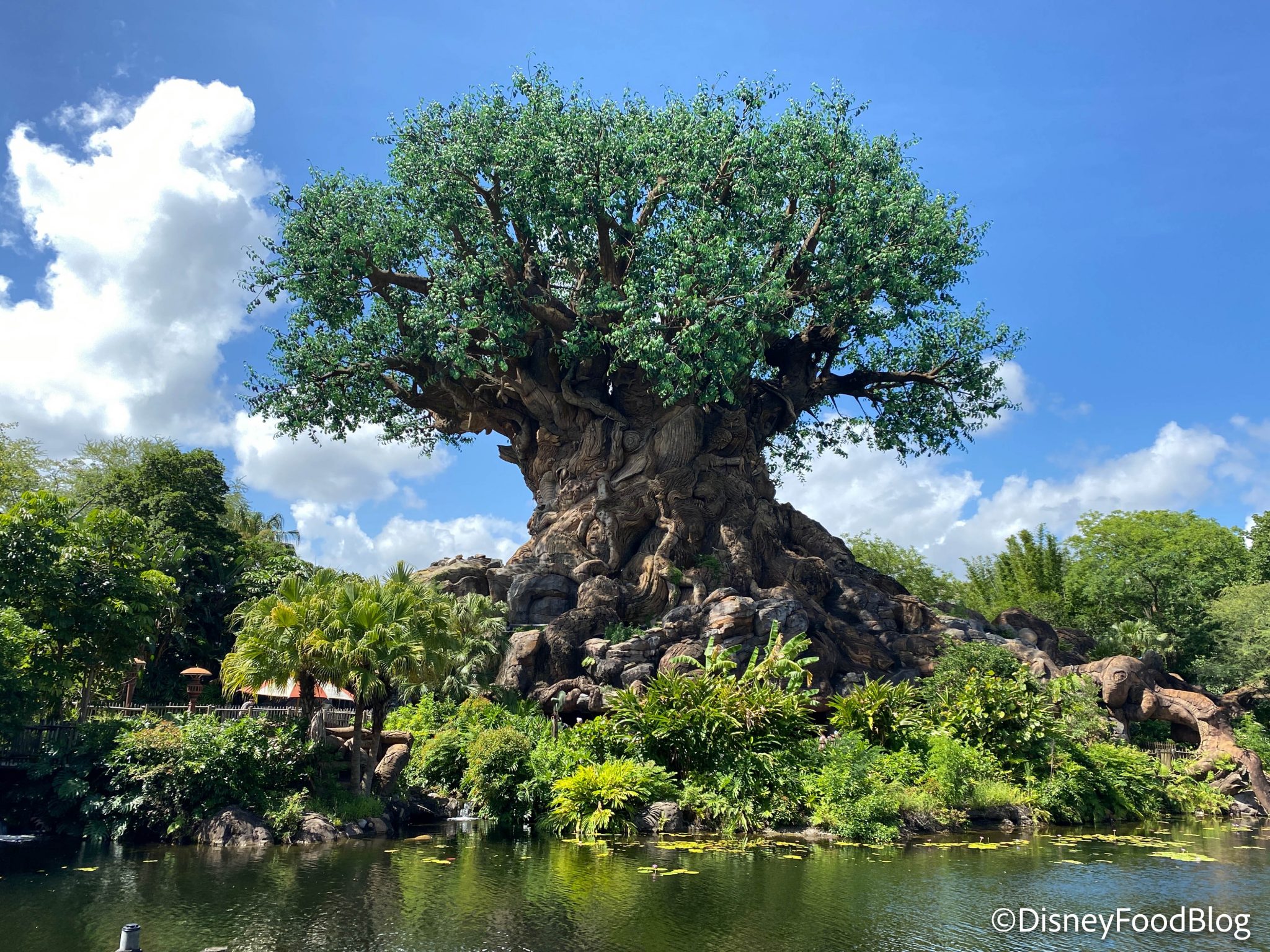 See What Has Changed on the NEW Map for Disney’s Animal Kingdom ...