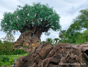 What's New At Animal Kingdom: A Mac And Cheese Hot Spot Reopens And A 