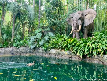 FIRST LOOK at the Reimagined Jungle Cruise Ride in Disneyland! | the ...