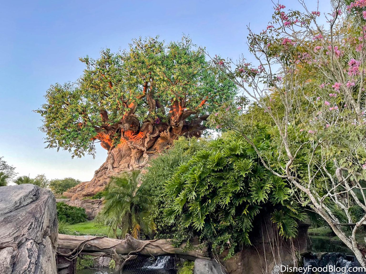 photos-videos-a-chilly-day-in-disney-world-is-better-than-you-might