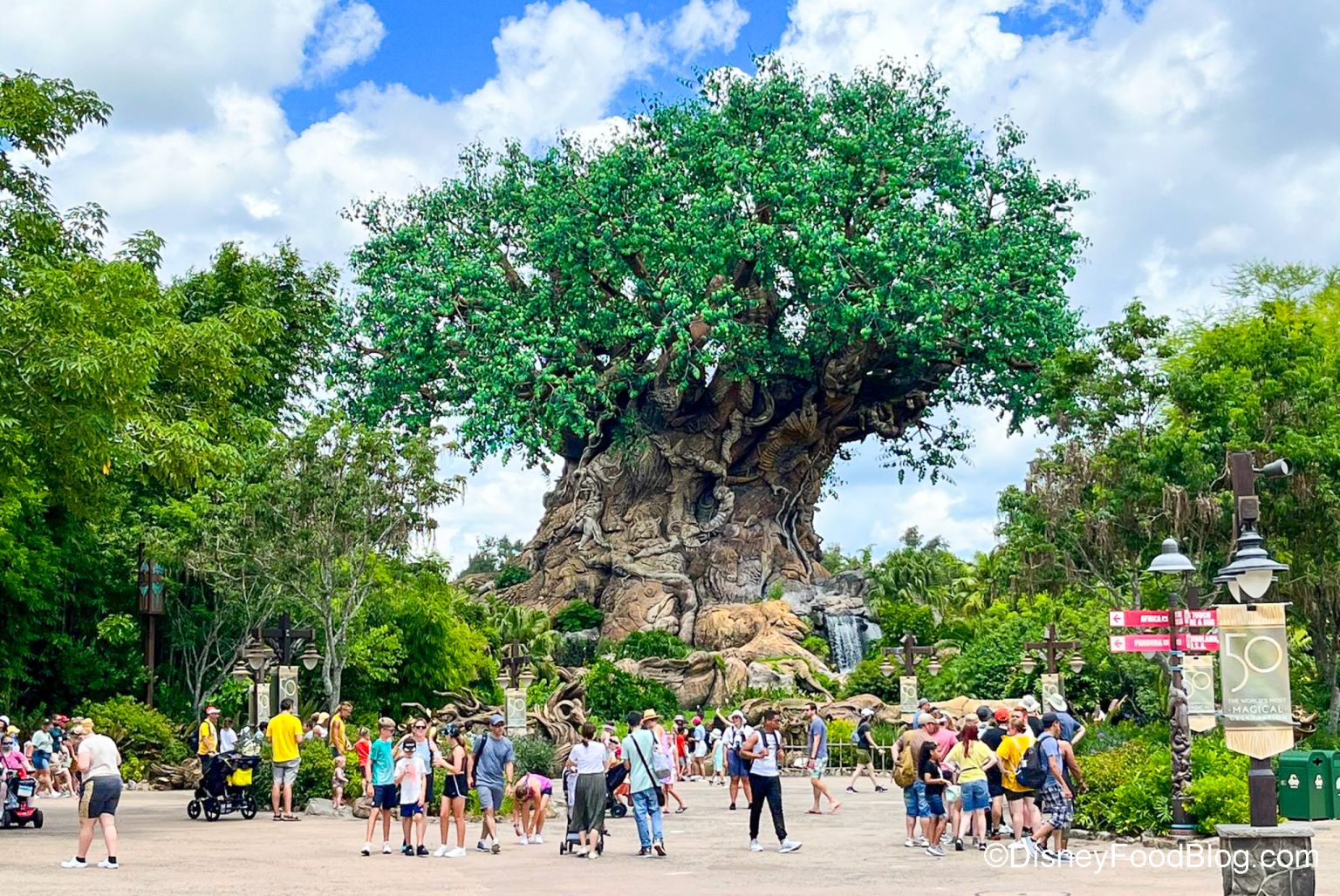 Animal Kingdom Tree Of Life Awakenings The Disney Food Blog