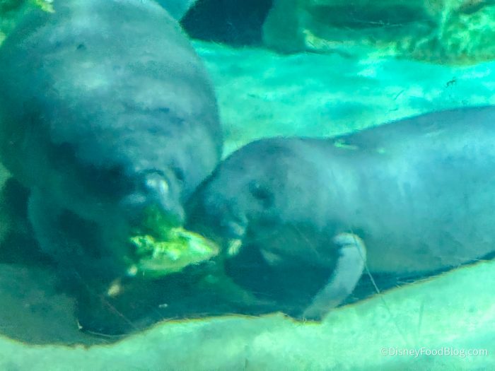 2025-WDW-epcot-seabase-manatee-exhibit-0