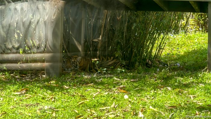 2025-wdw-dak-tiger-bakso-sleeping-700x39